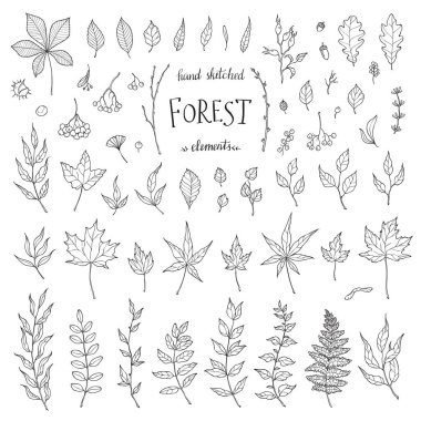 Vektör Büyük Set el yapımı yapraklar - bitki ve yaprak. Toplama bahçesi, yabani yapraklar ve dallar. Resimler beyaz arkaplanda izole edildi. Bölüm 2