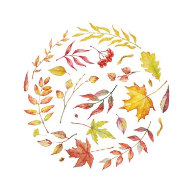 Sonbahar kompozisyonu. Suluboya bitkiler, dallar ve yapraklar beyaz arka planda. Tatil, kutlama ve davetiye için doğal sonbahar tasarımı.
