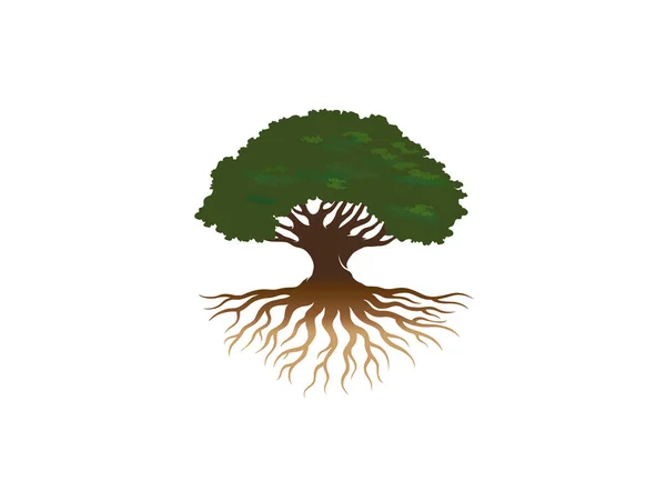 Kreative Eiche Baum Logo Vektor Design Illustration — Stockvektor