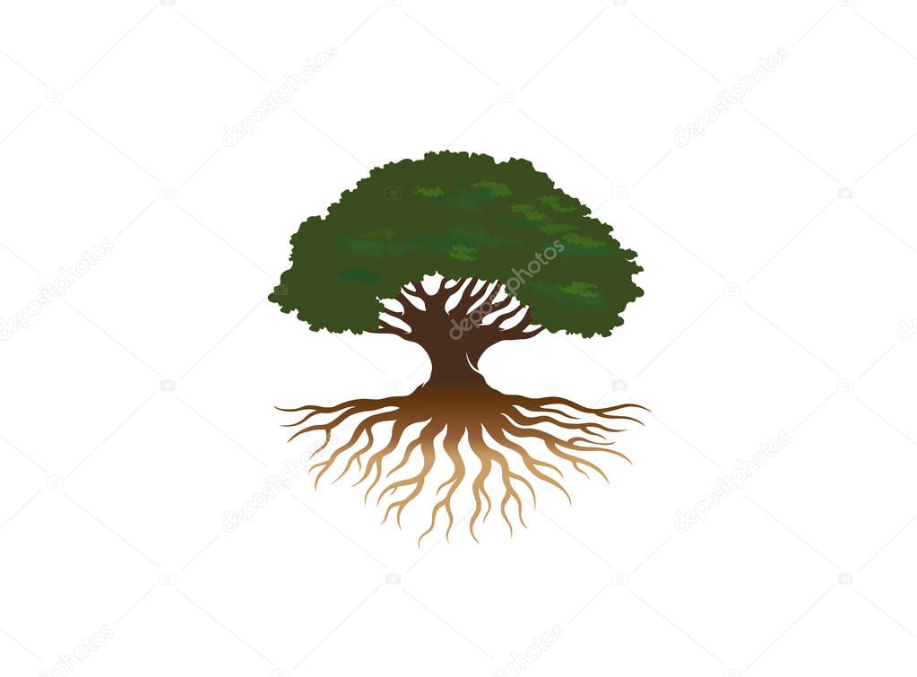 Creative Oak Tree logo Vector Design Illustration