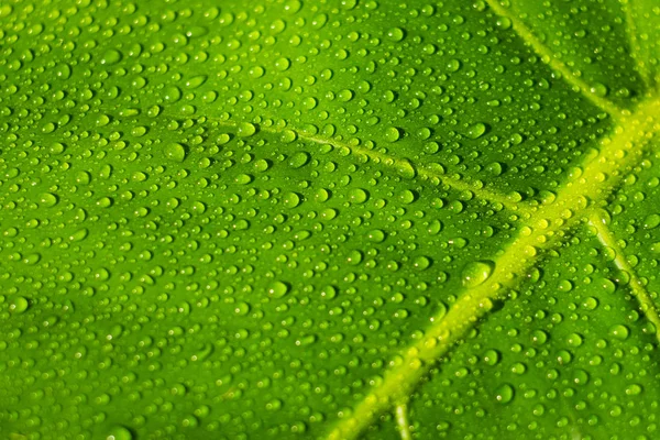 Waterdruppels Plantenblad Close Dauwdruppels — Stockfoto
