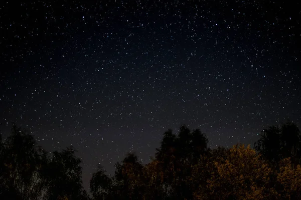 starlit sky at night  -  trees and stars  -