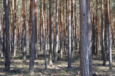 Çam ağacı ormanlarında - kozalaklı ağaçlar