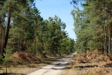 Kozalaklı ağaç ormanlarında orman temizleme yolu