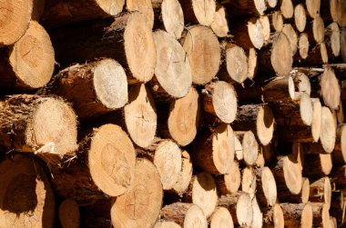 Ağaç kütükleri - kesilmiş ağaç gövdeleri