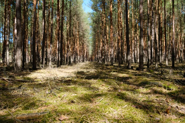 forest ground closeup - coniferous trees landscape -