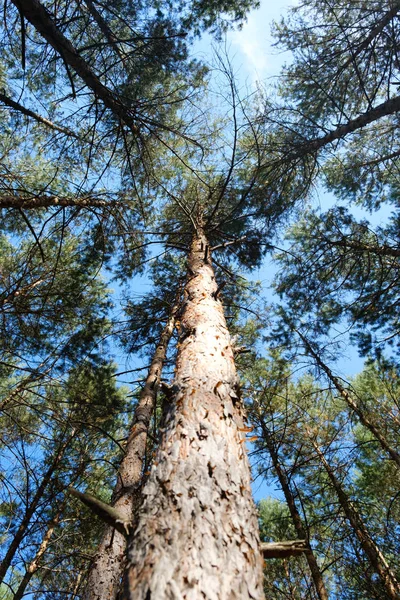 Tronco Árbol Mirando Hacia Arriba Bosque Pinos — Foto de Stock