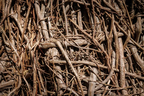 根のパターン 木の根のクローズ アップ 成長の概念 自然の背景 — ストック写真