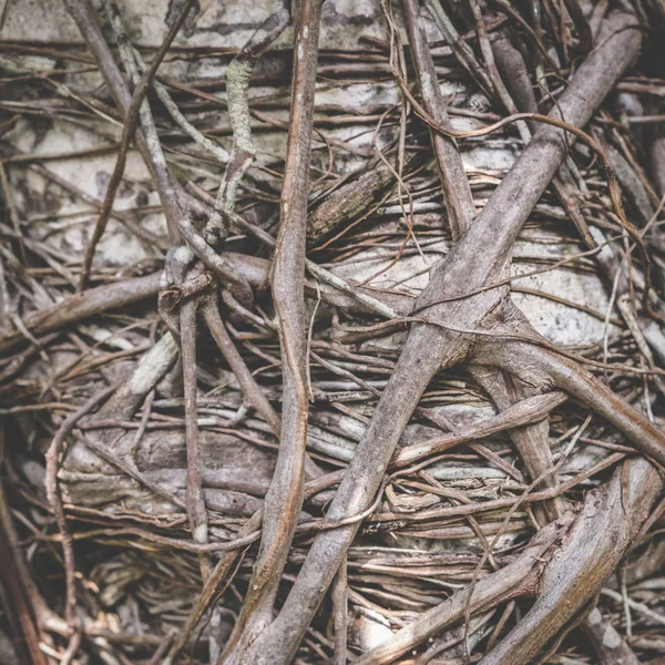 Biologisch Wortelpatroon Boomwortels Natuur Achtergrond — Stockfoto