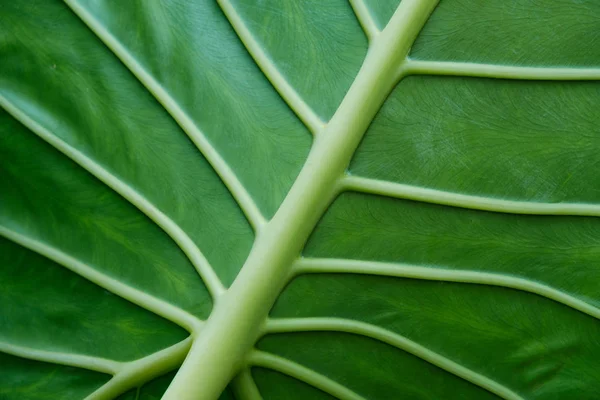 Tropical plant leaf closeup - plant leaves macro — Stock Photo, Image