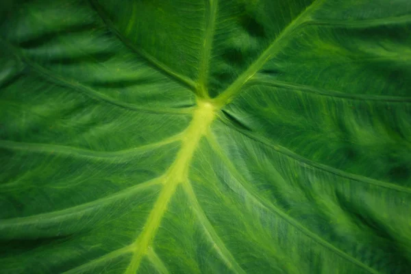Enorme Fabriek Blad Close Tropische Planten Bladeren Macro — Stockfoto
