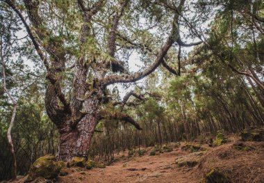 Orman manzarasında büyük çam ağaçları, Esperanza ormanı, Tenerife -