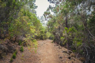 Orman arazisinde yürüyüş yolu - yabanda yürüyüş yolu -