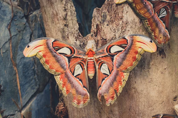 Atlas Butterfly Attacus Atlas Der Größte Schmetterling — Stockfoto