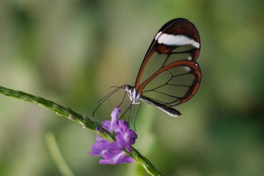 Kelebek Greta Oto, çiçek üzerindeki cam kelebek