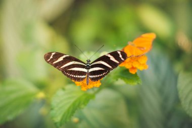 Çiçek üzerindeki kelebek - Heliconius charithonia, zebra uzun kanat veya zebra helikoni