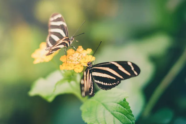 两只蝴蝶在花朵上 Heliconius Charithonia 斑马蝴蝶 — 图库照片