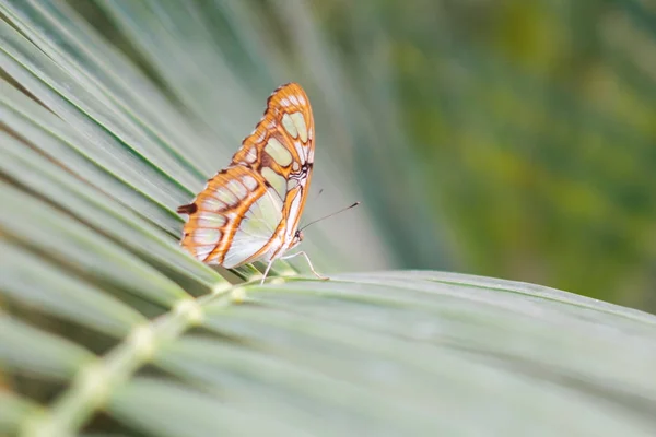 Schmetterling Der Natur Siproeta Stelenes Malachit — Stockfoto