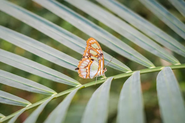 Schmetterling Der Natur Siproeta Stelenes Malachit — Stockfoto