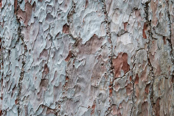 Pine Tree Trunk Schors Close Pinus Canariensis — Stockfoto