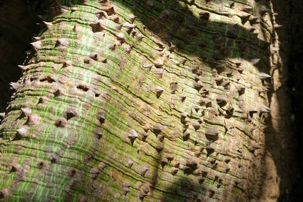 Corteza Espinosa Árbol Kapok Espina Árbol Bombax Ceiba Primer Plano — Foto de Stock