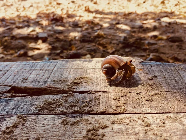 Hermit Crab Beach Crab Shell — Stock Photo, Image
