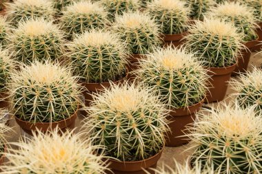 küçük kaktüs grubu, üst üste birçok kaktüs -