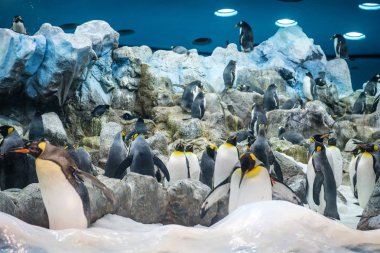 Tenerife, Kanarya Adaları, İspanya - Eylül 2018: İspanya 'nın Tenerife kentindeki Loro Park' taki Kral Penguenler Grubu