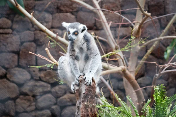 Lemurenaffen Porträt Gelbäugiger Affe — Stockfoto