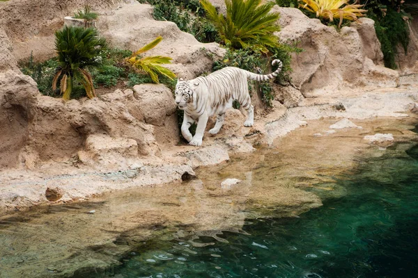 white tiger, bengal tiger - white bengal tiger
