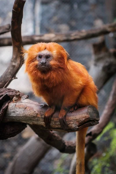 Gouden Leeuw Tamarin Aap Gouden Marmoset — Stockfoto