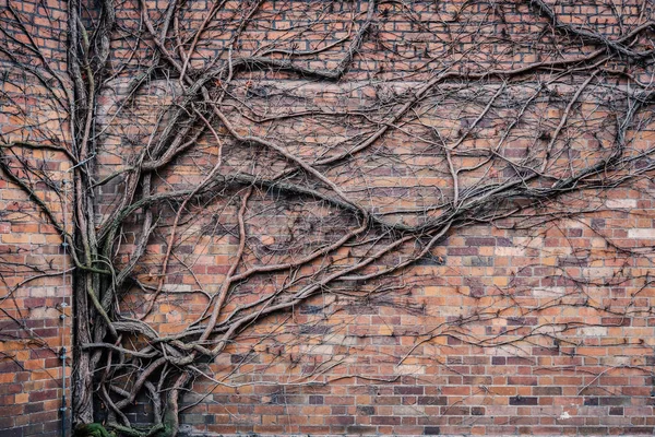 overgrown brick wall during winter - tree branches climbing on wall