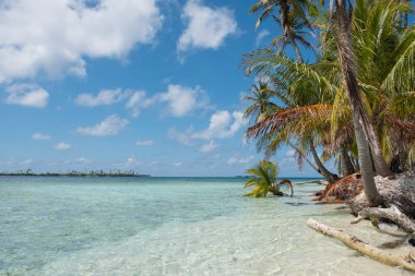 Tropik adalarda palmiye ağaçları 