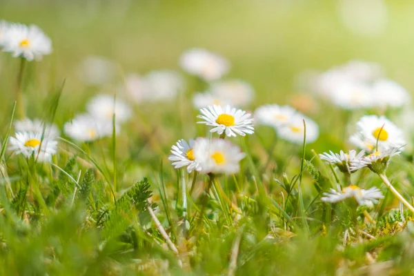 Daisy blommor på våräng-gräs och prästkragar - — Stockfoto