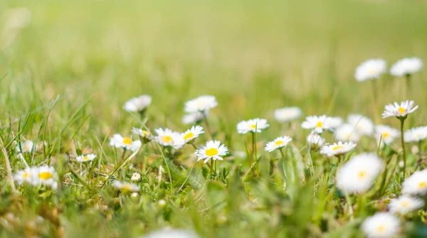 Daisy flowers and grass closeup - spring meadow — Stock Photo, Image