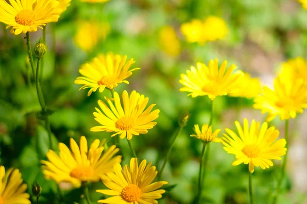 草原のイースターの花、スプリンの間に黄色のヒナギクの花畑 — ストック写真