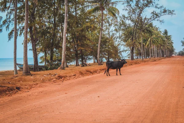Бык / корова / буйвол на emty сельской грунтовой дороге рядом с пальмами — стоковое фото