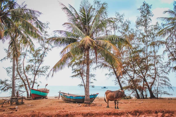Eski ahşap tekneler ve terkedilmiş sahildeki palmiye ağaçlarının altında bir inek. — Stok fotoğraf