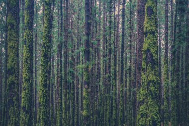 moss ile büyümüş orman içinde çok ağaç 