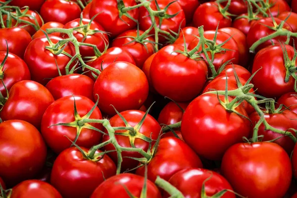 Molti pomodori crudi, sfondo di pomodoro — Foto Stock