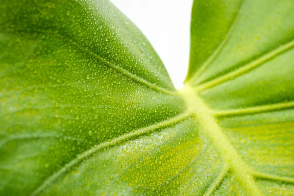 Monstera blad close-up, filodendron plant bladeren macro — Stockfoto
