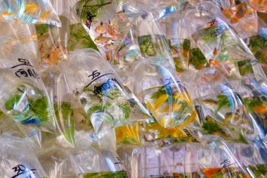 Sokak evcil hayvan pazarında plastik torbada renkli balıklar -