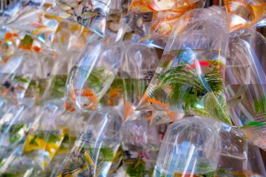 Sokak evcil hayvan pazarında plastik torbada renkli balıklar -
