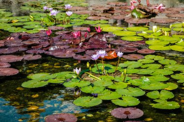 Nilüfer çiçeği ve su zambağı gölette  