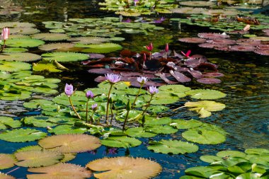 Tapınak bahçesindeki gölette nilüfer çiçeği ve su zambağı