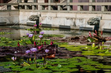 Tapınak bahçesindeki gölette nilüfer çiçeği ve su zambağı