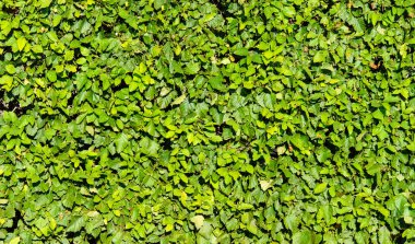 Yaprakların dokusu, tasarım için çalılar.