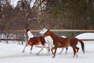 Kışın kar padok çalıştıran farklı renkteki yerli atlar
