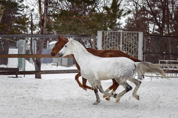 Caballos domésticos de diferentes colores corriendo en el paddock de nieve en invierno — Foto de Stock