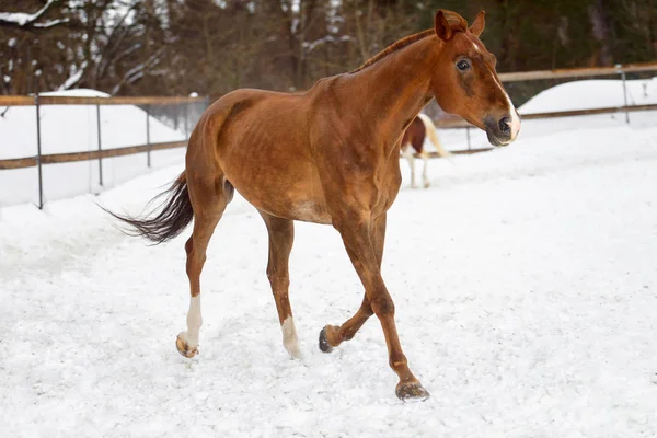 Бытовая красная лошадь бегает по снежному загону зимой — стоковое фото